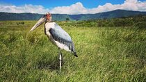 8 Day Perfect Tanzanian Safari Explore Northern Circuit 