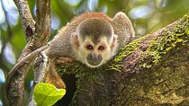 Manuel Antonio National Park: Guided tour to see animals
