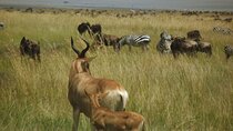 Masai Mara Unforgettable Wild Adventure 