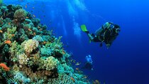 Expert-Led Scuba Diving Experience with Lunch – Sharm El Sheikh