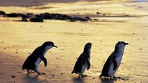 A Day with Penguins & Kangaroos: Small group Phillip Island Tour