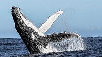 Whale Watching Day Trip Hermanus from Cape Town