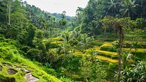 Ubud Rice Terraces & Balinese House Walking Tour
