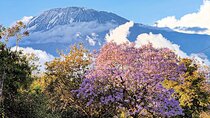 Moshi City Tour: Explore the Foothill of Kilimanjaro on Foot