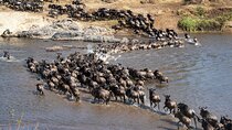 5 Day Migration Adventure From Ancient Baobabs to the Mara River
