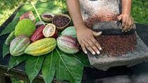 Cacao Pineapple Farm Tour in Costa Rica