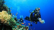 Coral Garden Sea Trip with 2 Dives and Transfer – Marsa Alam