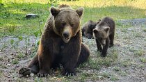 Sanctuary for Bears and Dracula Castle - Small group max 7 passan
