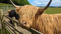 Private Shore Excursion-Castles, 'Highland Coos' and Whisky taste