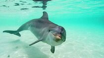 Dolphin House Royal sea Trip Luxury Boat With Transfer - Hurghada