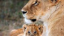 Kruger Half Day Safari