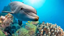 Private Boat Full Day Swimming With Dolphins Trip - Hurghada