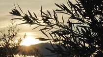 Countryside Harvest Experience
