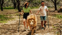 Casela - Walk With Lions