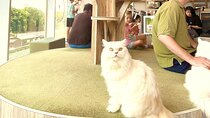 Tokyo Cat Tour, Lucky Cat Temple, Harajuku Cat Cafe and Cat store