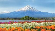 Mt.Fuji Arakurayama Sengen Park,Oshino Hakkai,Kawaguchi Lake Tour