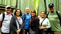 8 hours Arashiyama Monkey Park Ryoanji and Kinkaku ji Tour 