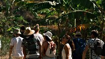 Guided Tour to the only coffee farm in Europe