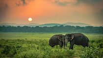 Minneriya National Park Elephant Safari from Sigiriya