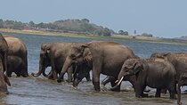 Minneriya National Park Half Day Private Jeep Safari