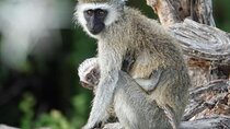 Nairobi National Park Safari Tour with Professional Guide