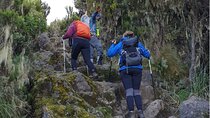 8 Day Lemosho Route Adventure to the Roof of Africa.