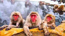 Nagano Snow Monkey Park Zenkoji Temple Day Trip