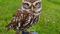 Bespoke Full-Day Falconry and Giant's Causeway Tour from Belfast