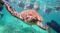 Turtle Swim, Lunch and Underground Cenote Private Tour