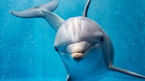 Swim with Dolphins for 30 minutes with Transfer - Sharm El Shiekh