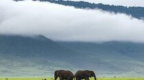 7 Day Budget Safari Adventure in Northern Circuit
