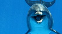 Swim with Dolphins for 15 Minutes with Transfer – Sharm El Sheikh