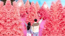 Romantic Winter Wonderland Tour from Seoul