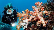 Hamata and Qulaan Islands Diving Adventure with Lunch– Marsa Alam