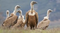 Bulgaria Nature and Wildlife Tours