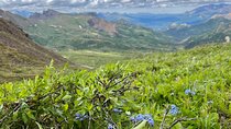 Denali 4 Hour Hiking Adventure with Naturalist Guide