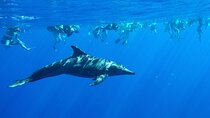 Swim with Dolphins Catamaran with Waterslide & Lunch on Oahu 