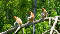Kota Kinabalu Klias River Cruise with Dinner and Fireflies Tour