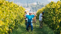 Harvest in Valpolicella with aperitif in the vineyard