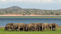 Kaudulla Half Day Safari Tour [Morning /Evening] All Included 