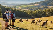 Melbourne wildlife nature hike with Kangaroos and sunset picnic!