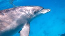 Swim With the Dolphins for 15 Min with Transfer- Sharm El Sheikh