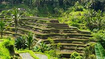 Ubud Private Day Tour: Temples, Rice Terraces & Hidden Waterfalls