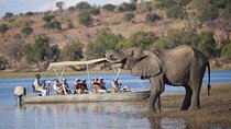 Full Day Chobe Safari: Game Drive plus River Cruise 