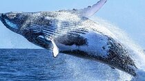 Whale Watching and Cheetah Outreach 