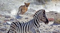 4 Days Mixed Safari to Serengeti & Ngorongoro Crater Safari