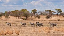 3 Days safari from Dar es Salaam to Mikumi National Park(Private)