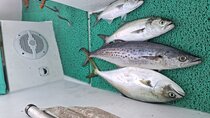 Fishing Tour and Fishing Passeio in Isla Grande