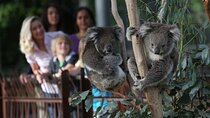 Yarra Valley Family Tour Wine, Wildlife, and Chocolate