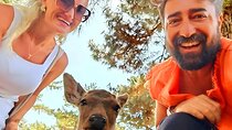 Kyoto and Nara Day Tour From Osaka with Deer Sightings
